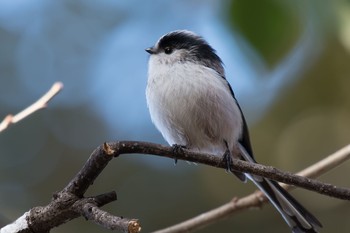 エナガ 都立芦花公園 2018年1月4日(木)