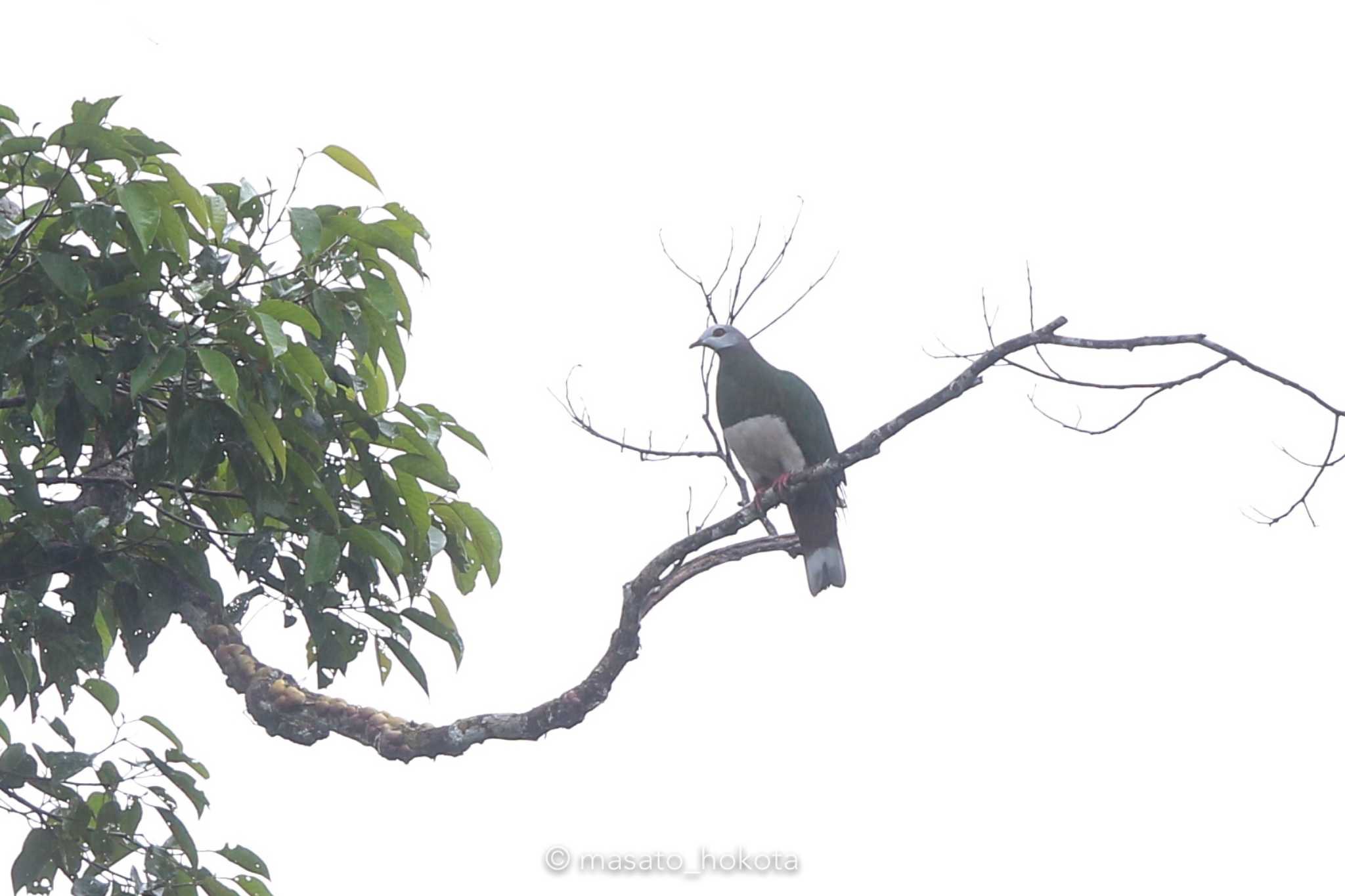 Pink-bellied Imperial Pigeon