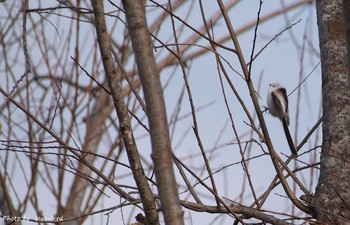 2015年11月19日(木) 美瑛　青い池の野鳥観察記録