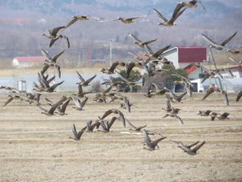 2020年4月18日(土) 宮島沼の野鳥観察記録