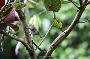 Orange-tufted Spiderhunter PICOP(PHILIPPINE) 2018年3月18日(日)