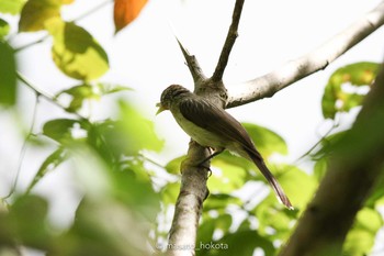 Rusty-crowned Babbler PICOP(PHILIPPINE) Sun, 3/18/2018