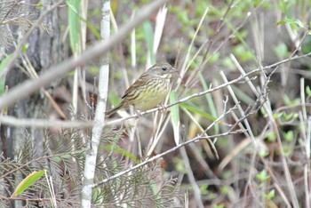 Masked Bunting 西谷の森公園 Sat, 4/18/2020