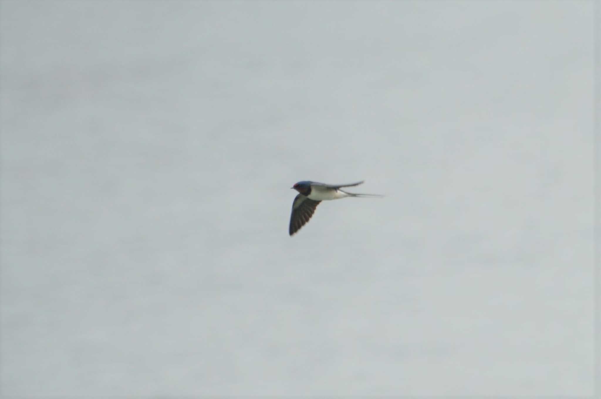 Barn Swallow