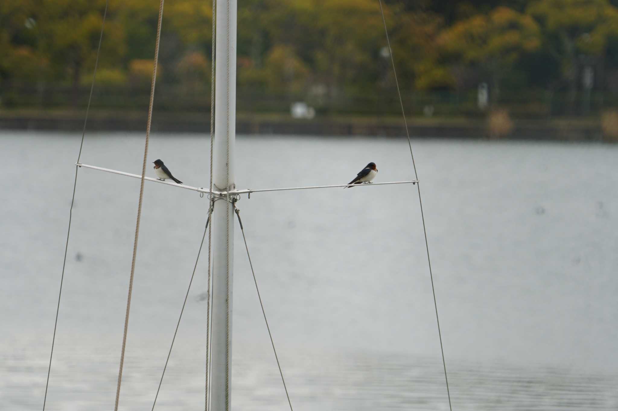 Photo of Barn Swallow at 伊丹瑞ケ池 by マル