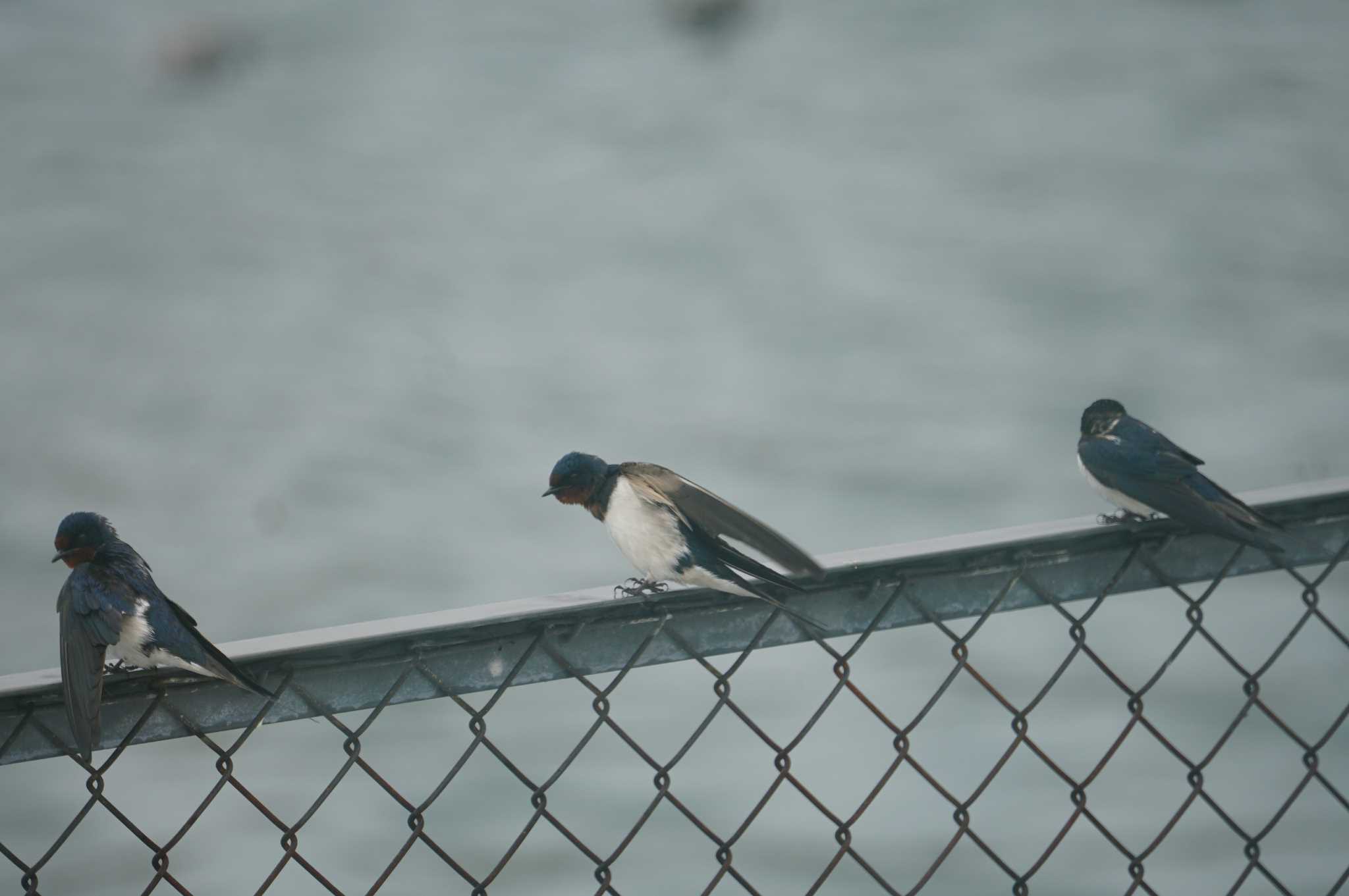Photo of Barn Swallow at 伊丹瑞ケ池 by マル