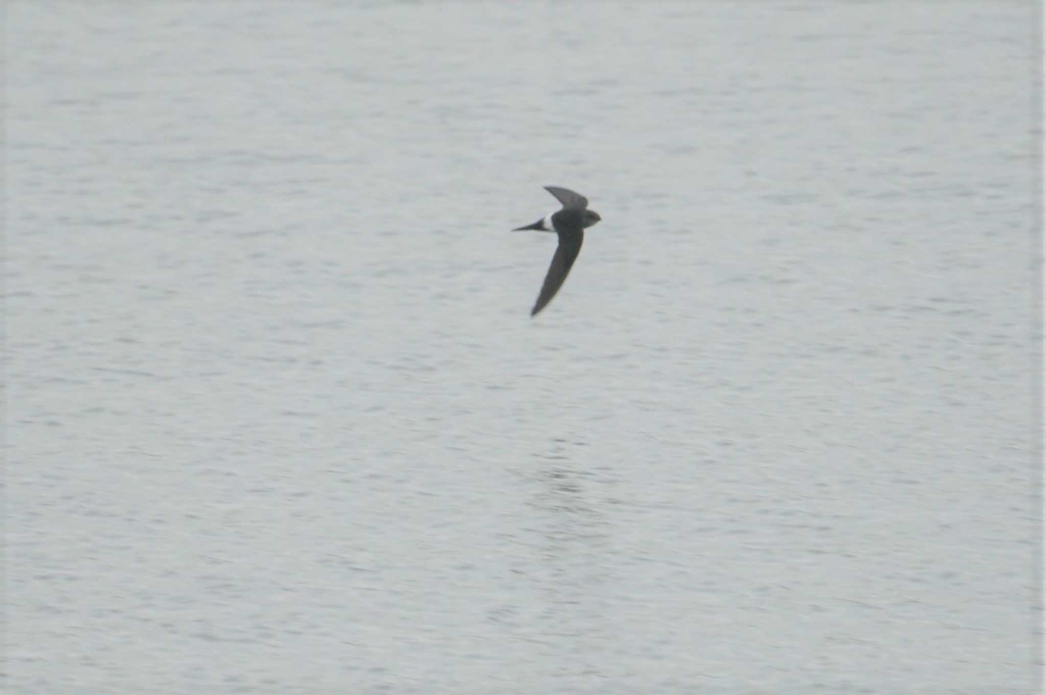 Photo of Pacific Swift at 伊丹瑞ケ池 by マル