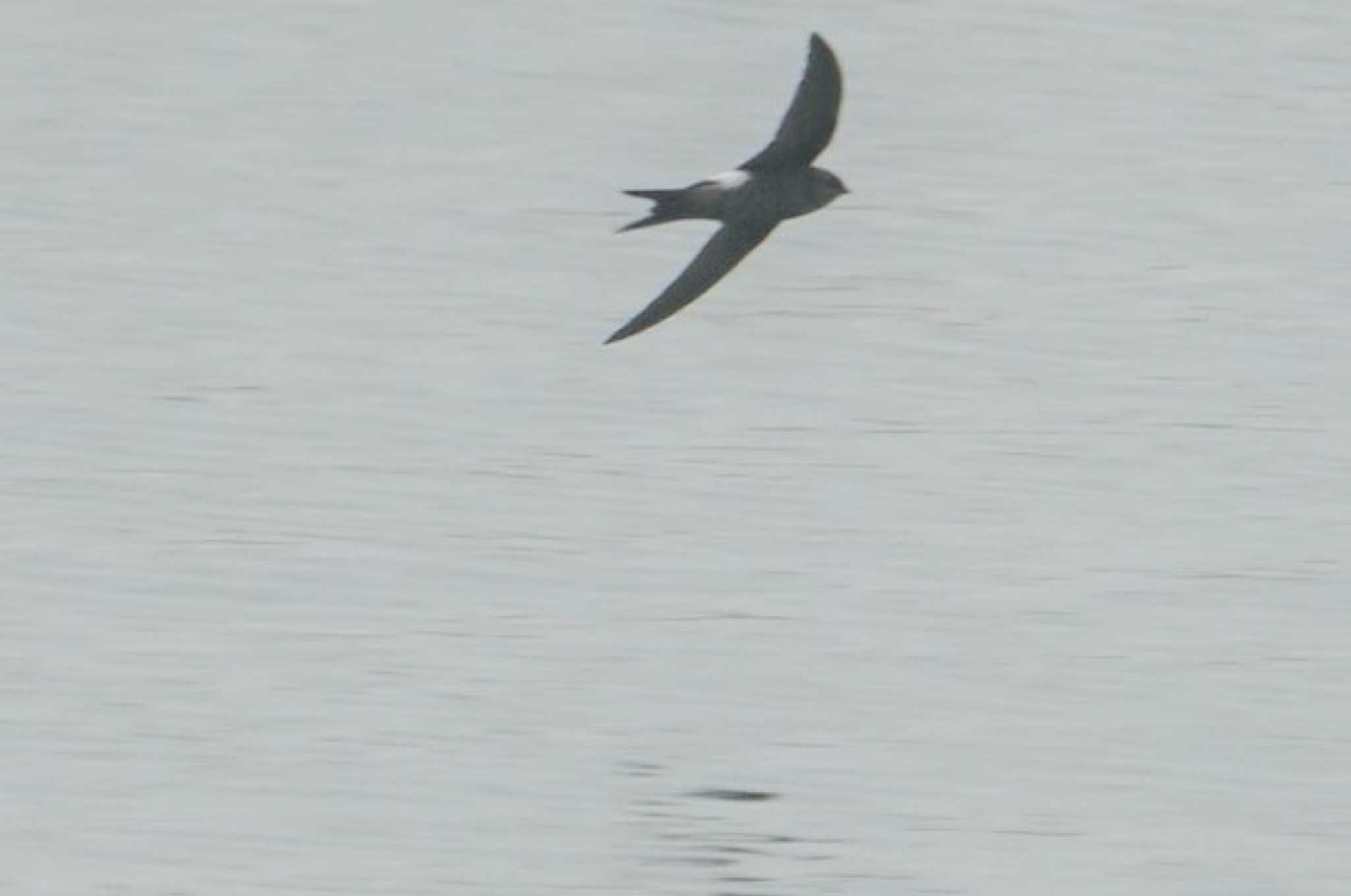 Pacific Swift