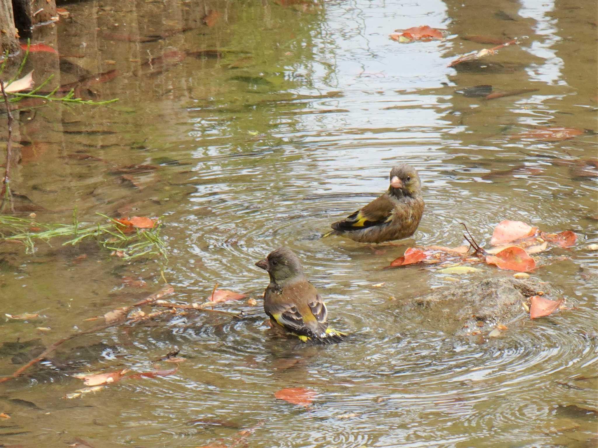 Grey-capped Greenfinch