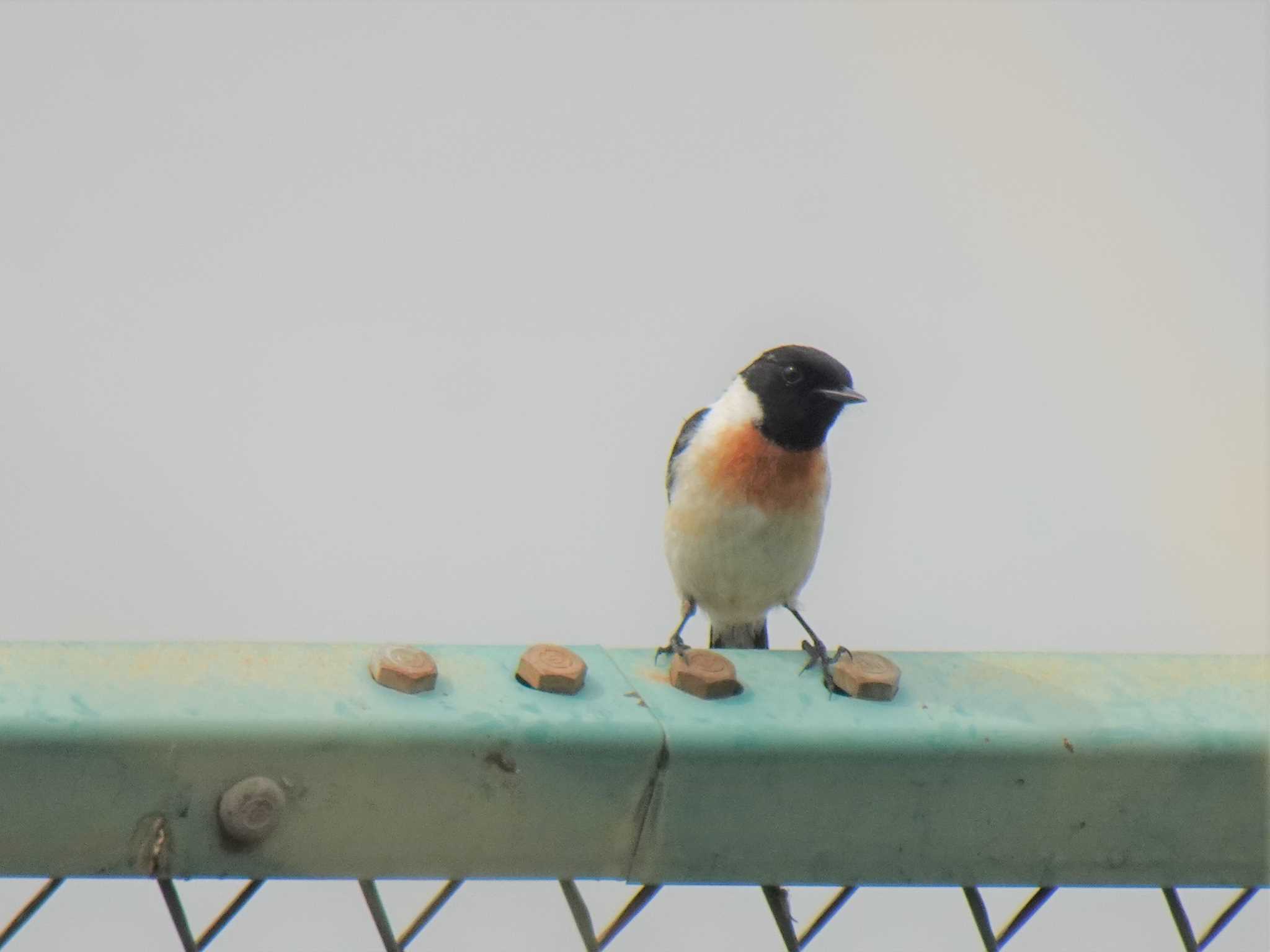 Amur Stonechat