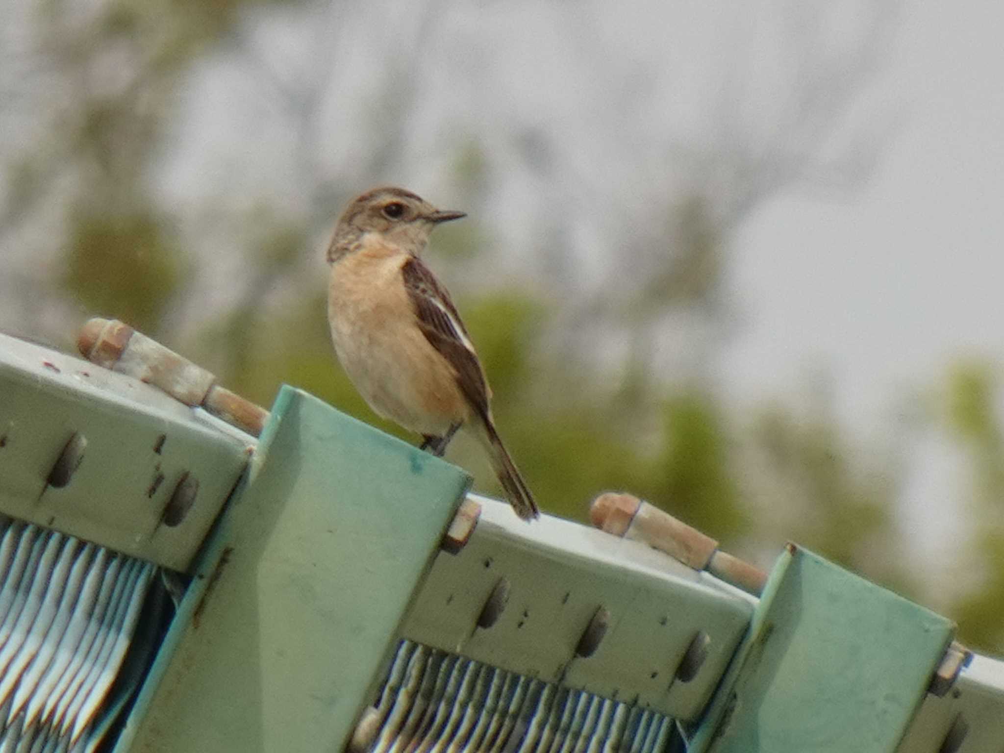 Photo of Amur Stonechat at 昆陽池 by マル