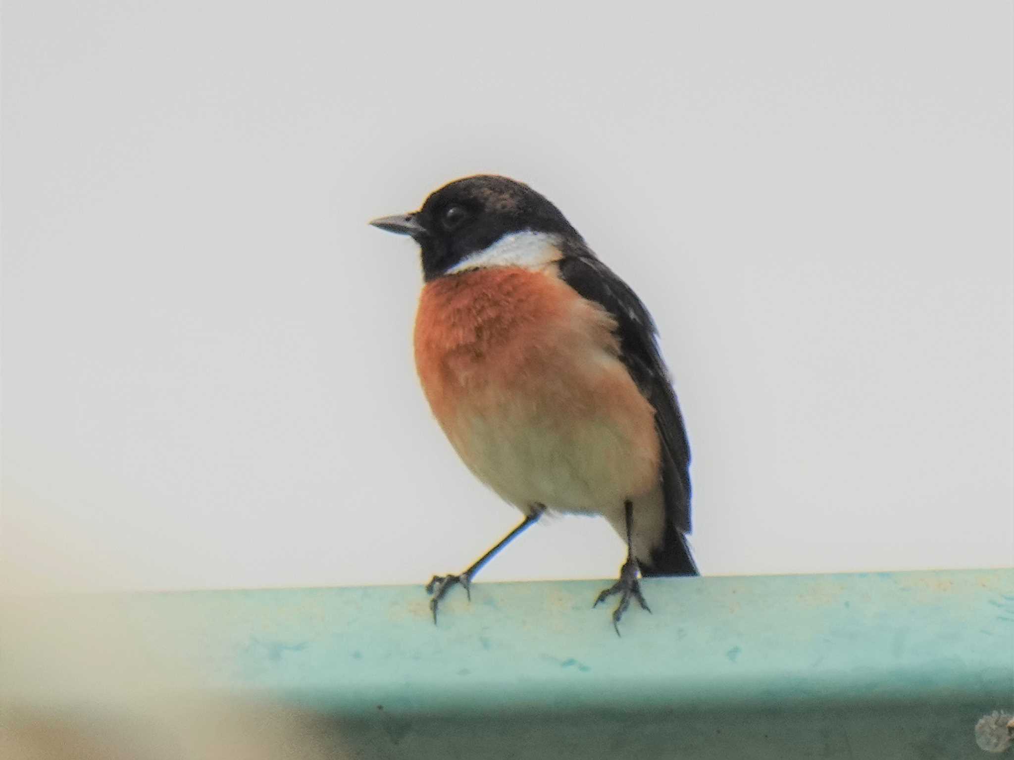 Amur Stonechat