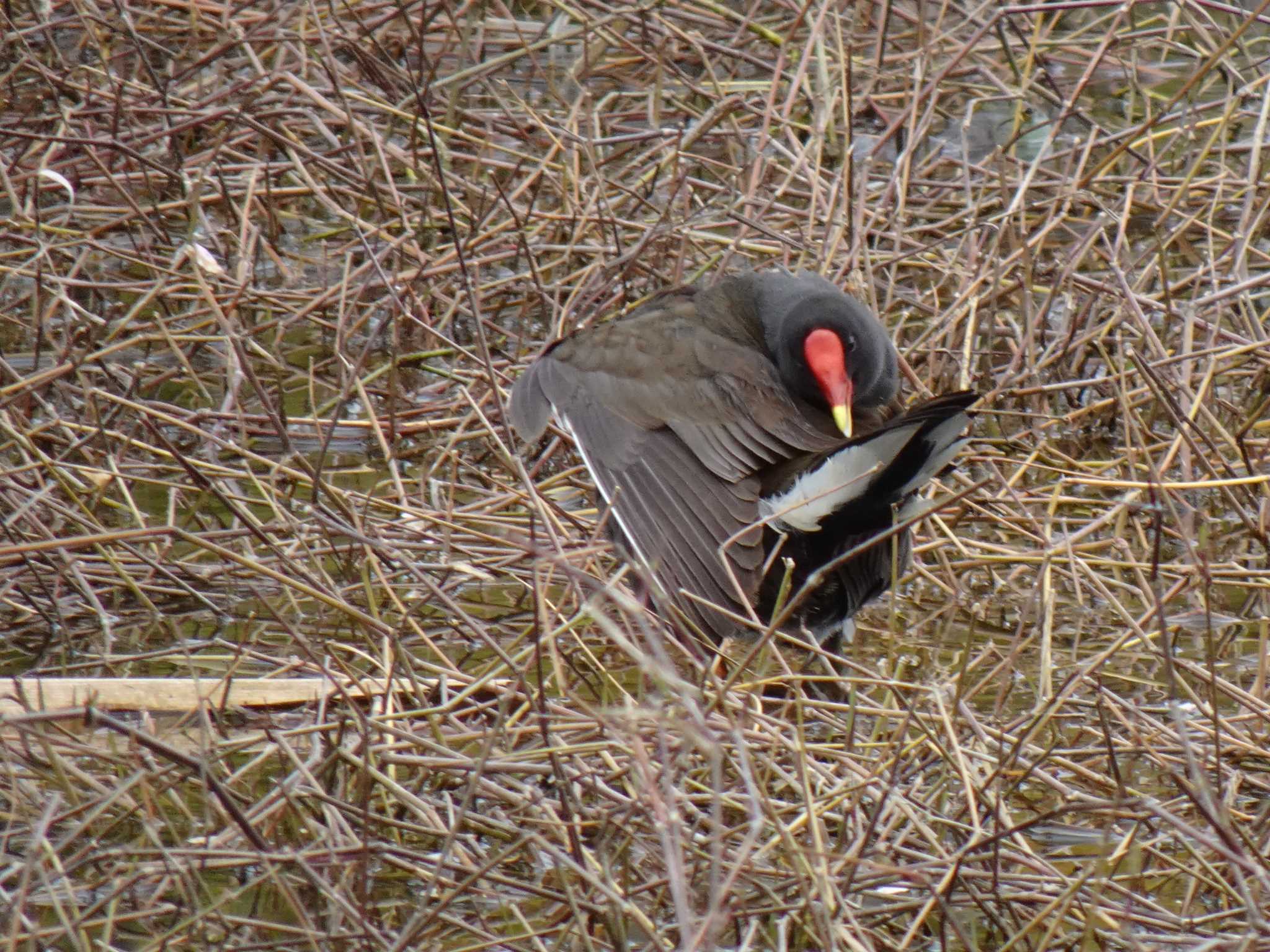 Photo of Common Moorhen at 昆陽池 by マル