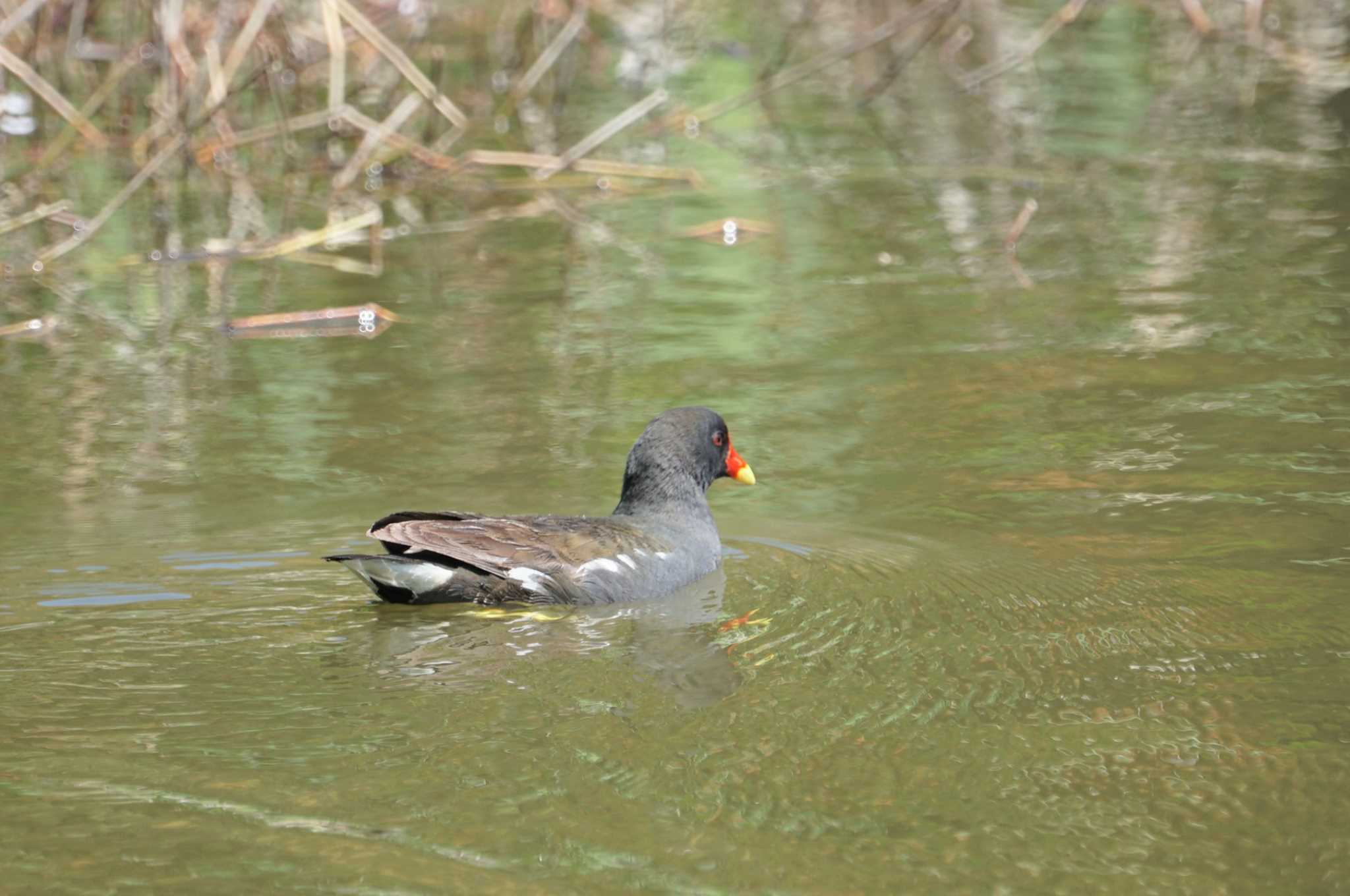 Common Moorhen