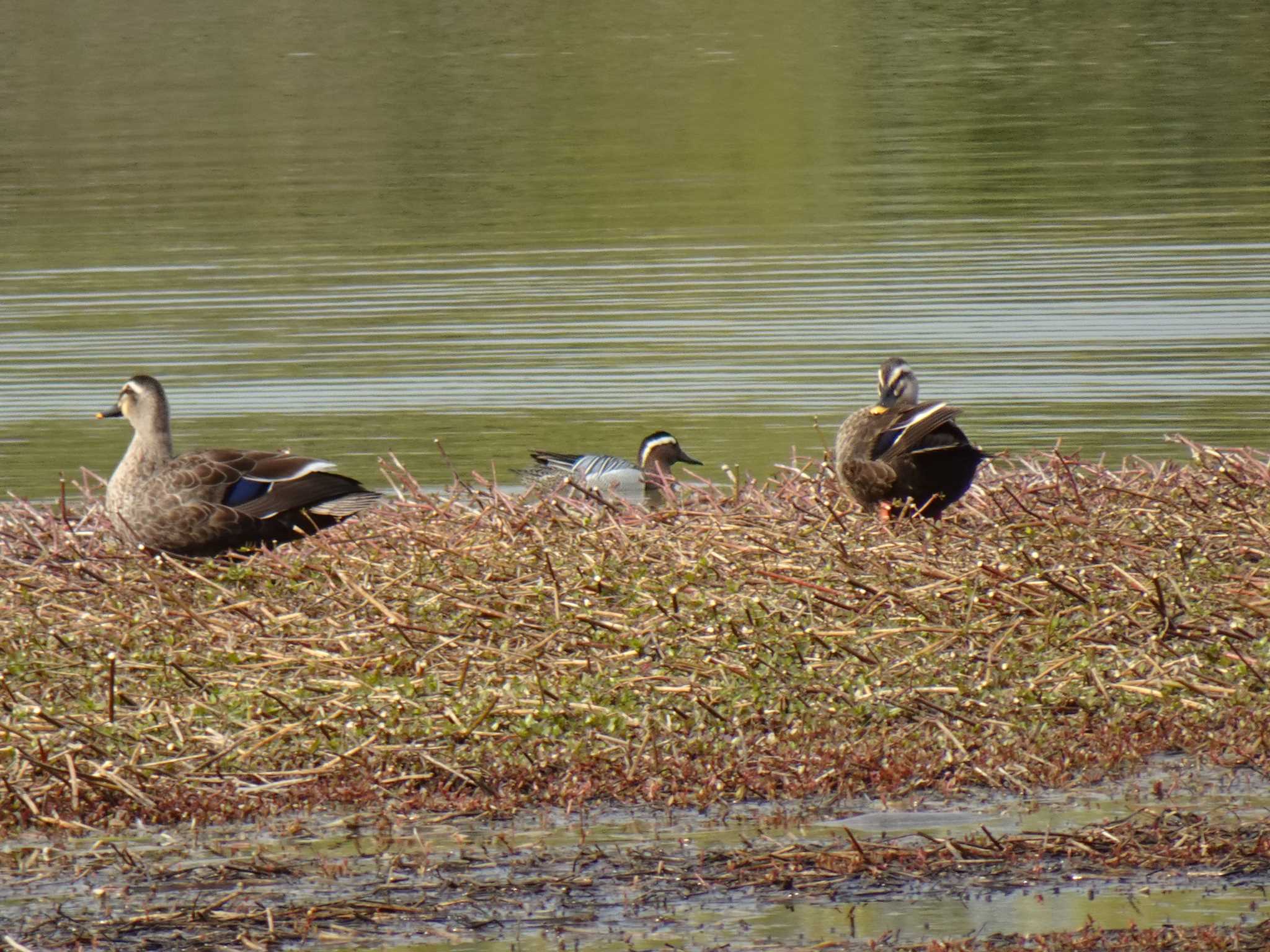 Garganey