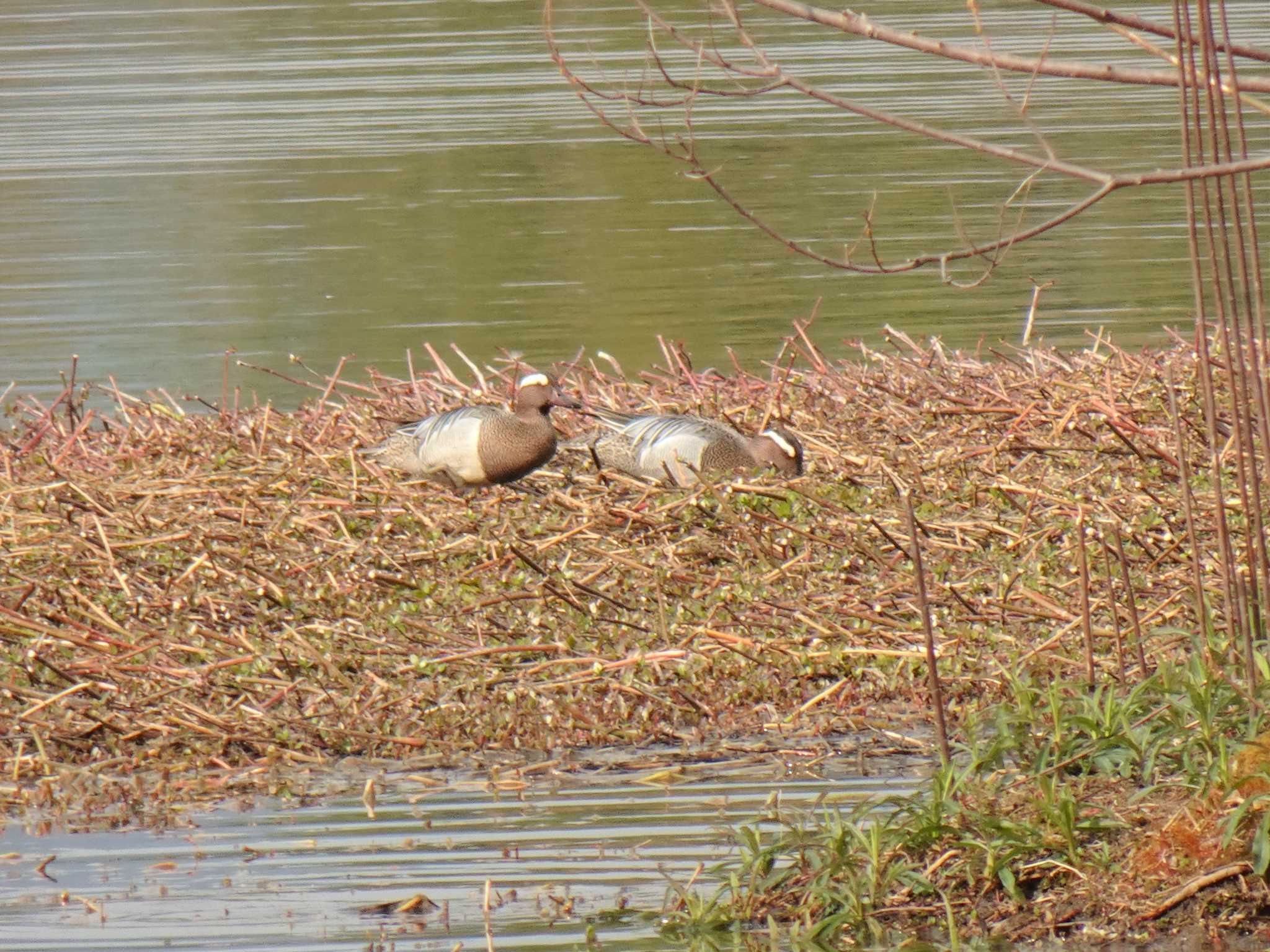 Photo of Garganey at 昆陽池 by マル