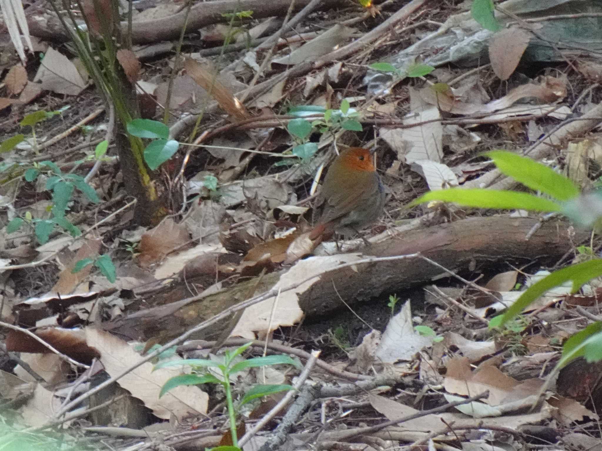 Japanese Robin