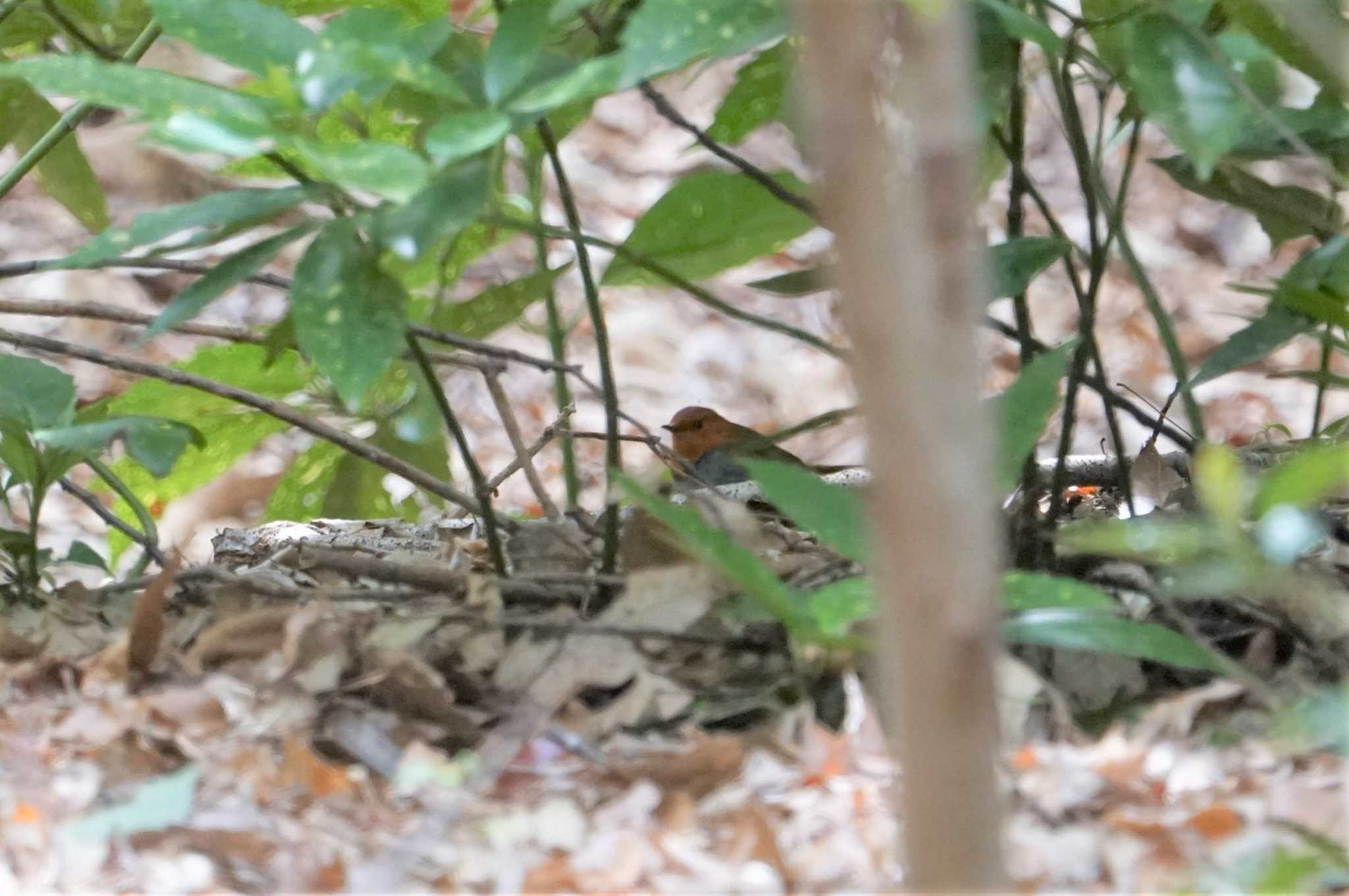 Japanese Robin