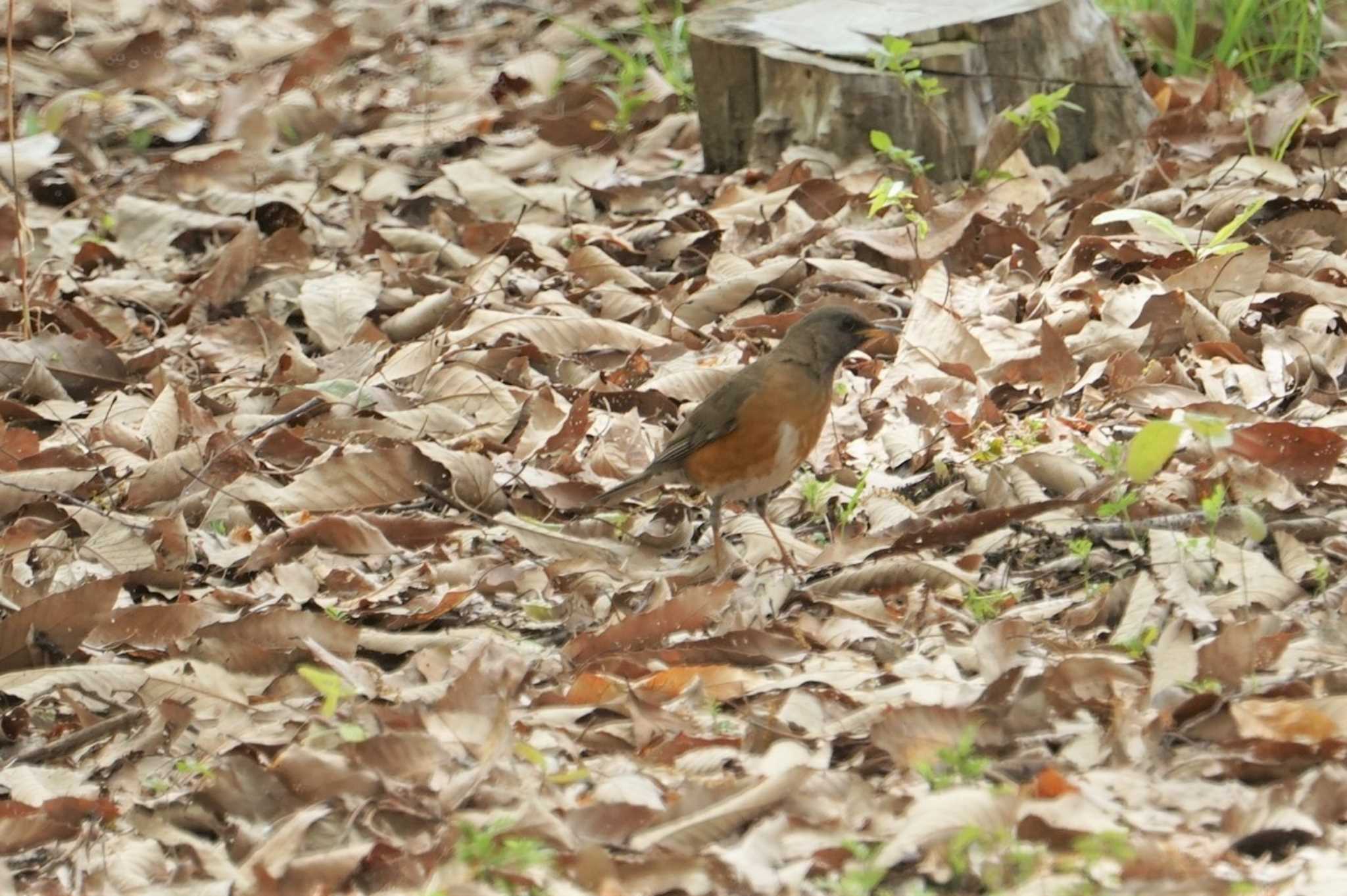 Brown-headed Thrush