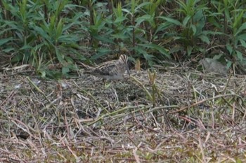 Wed, 4/15/2020 Birding report at 昆陽池