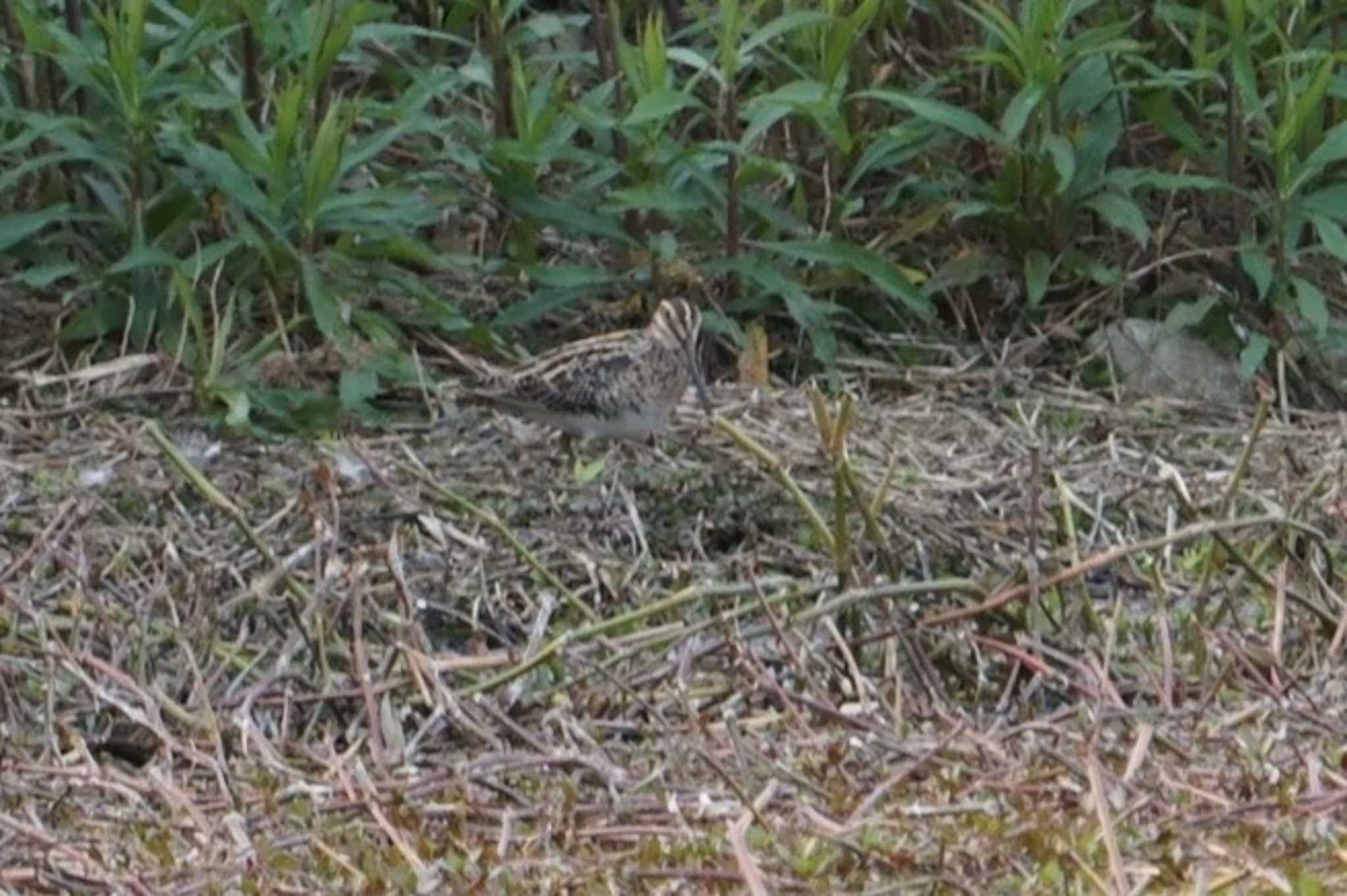 Common Snipe