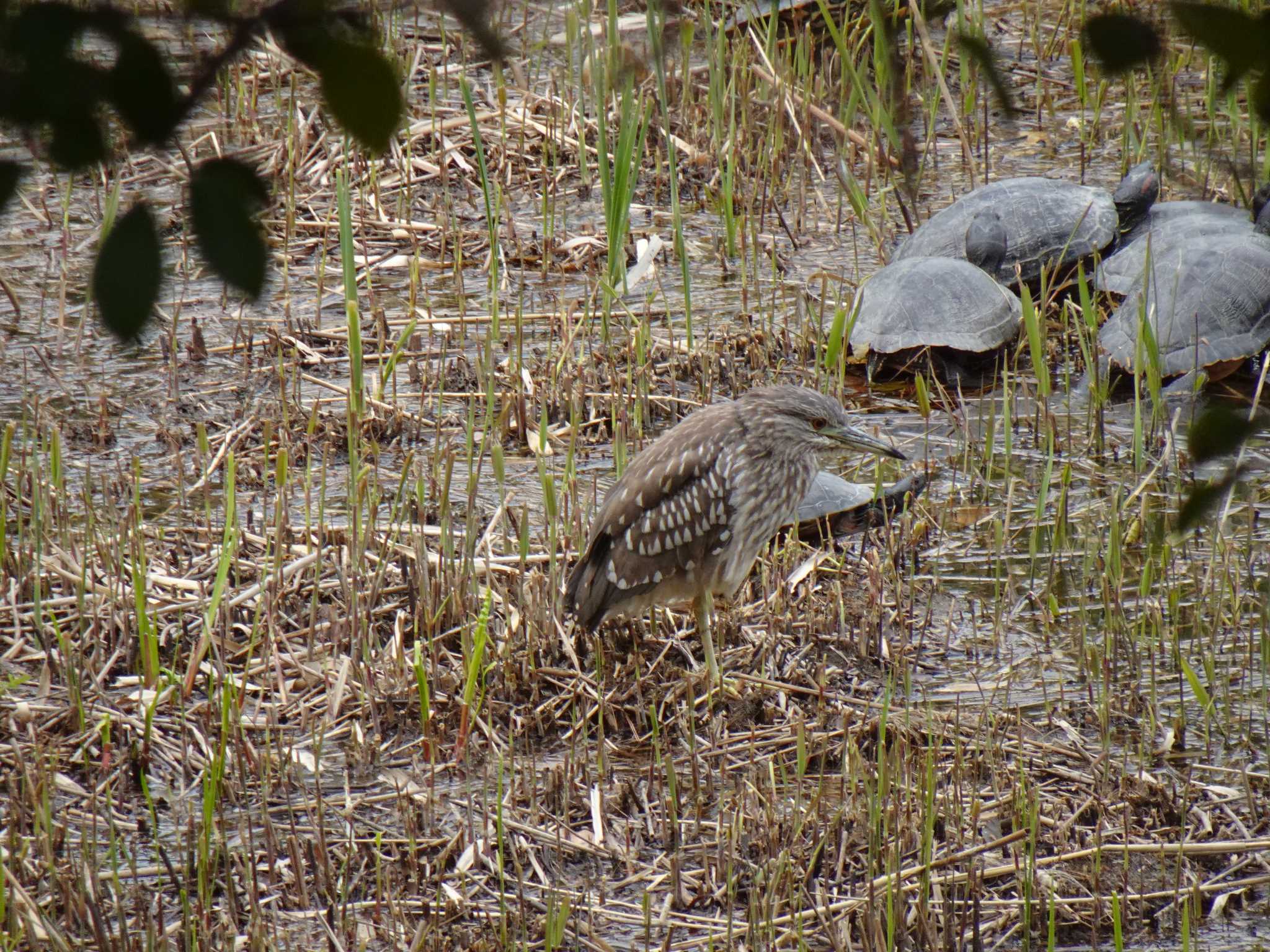 Black-crowned Night Heron