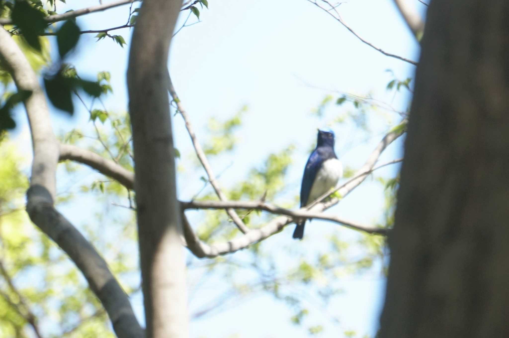 Photo of Blue-and-white Flycatcher at 昆陽池 by マル