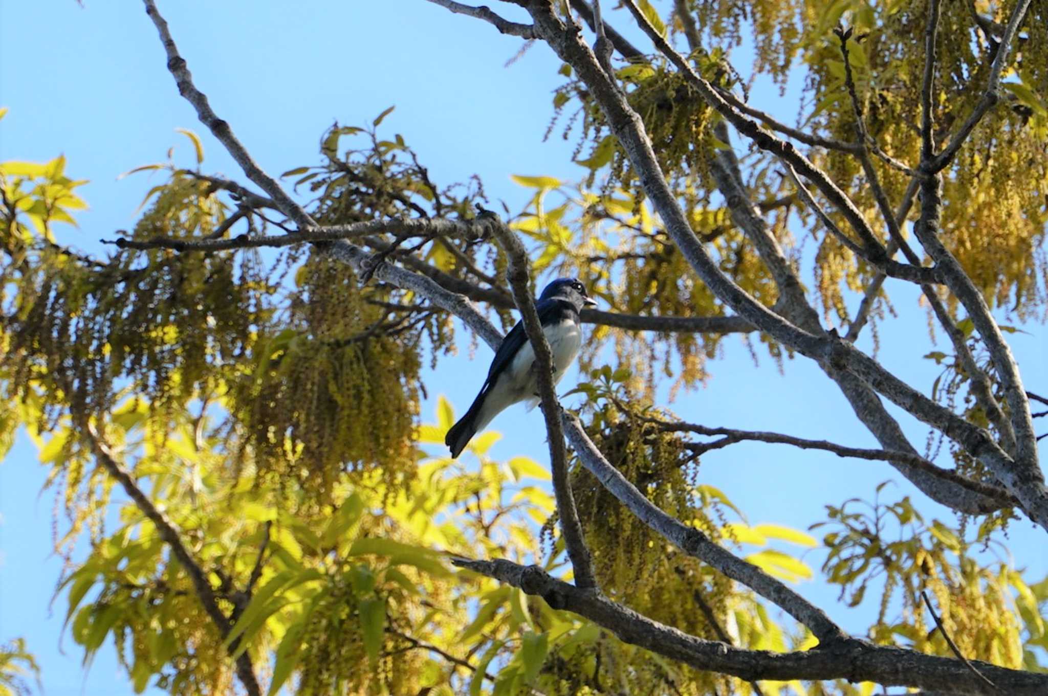 Photo of Blue-and-white Flycatcher at 昆陽池 by マル