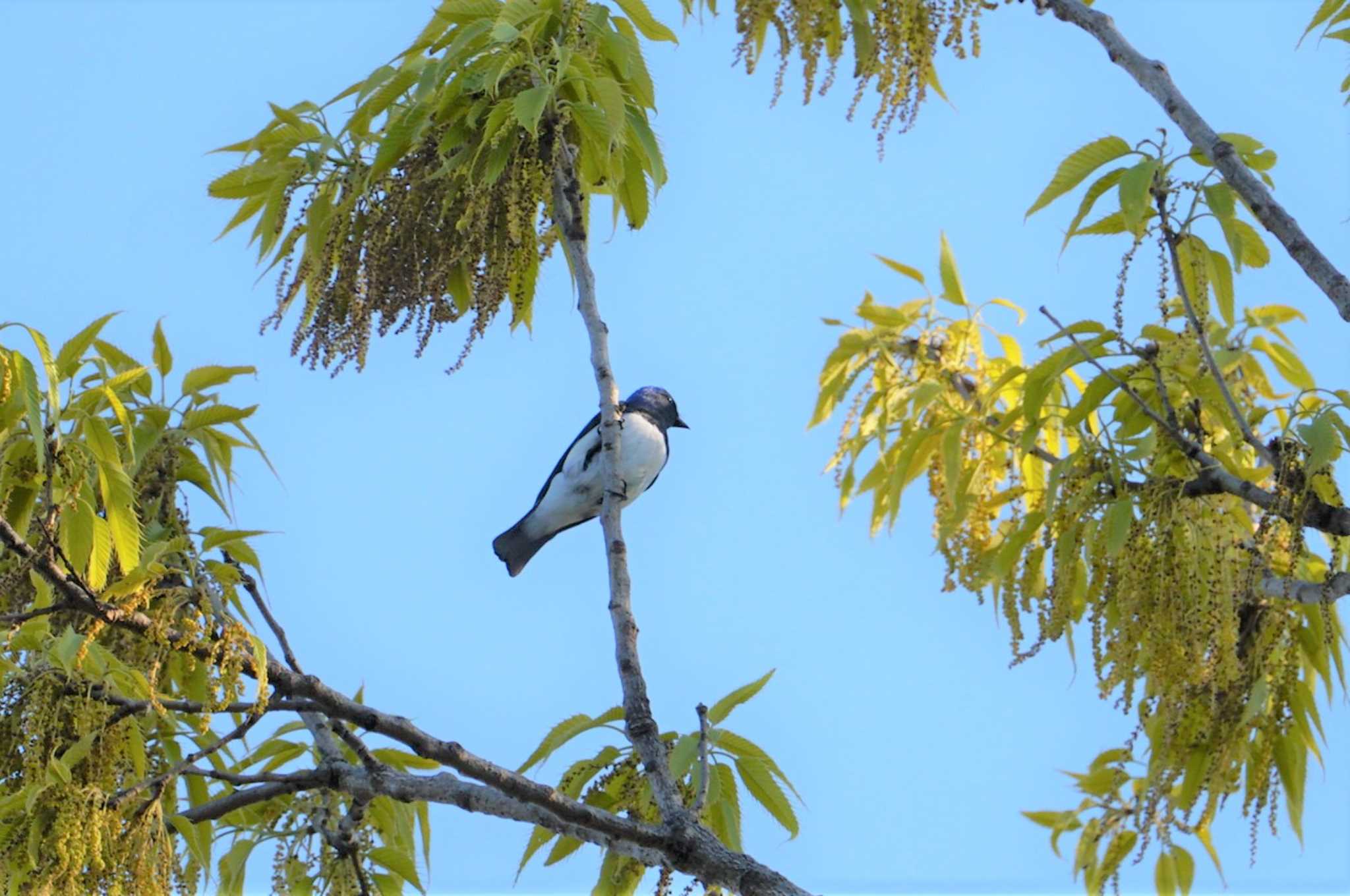 Blue-and-white Flycatcher