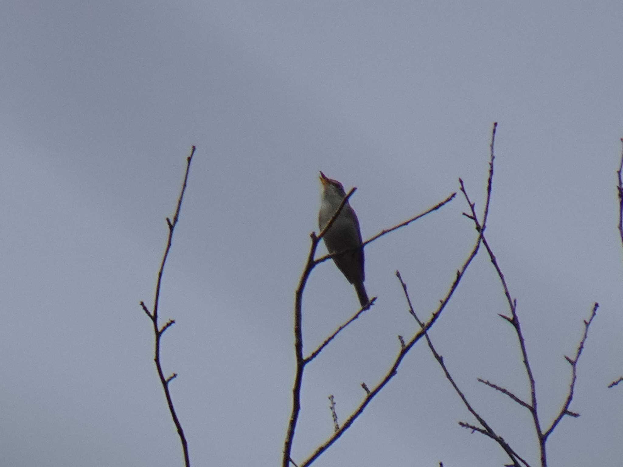 Eastern Crowned Warbler