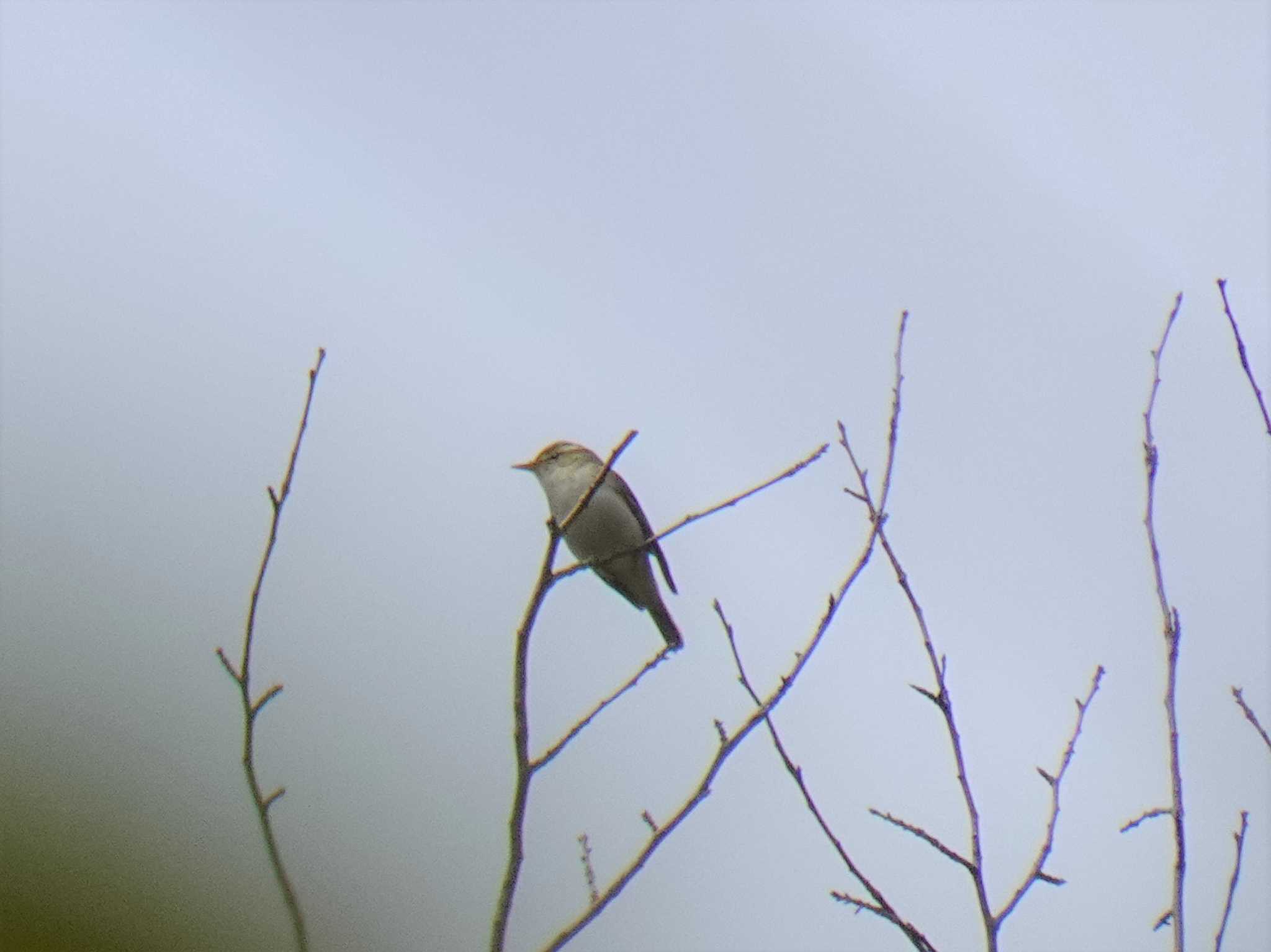 Eastern Crowned Warbler