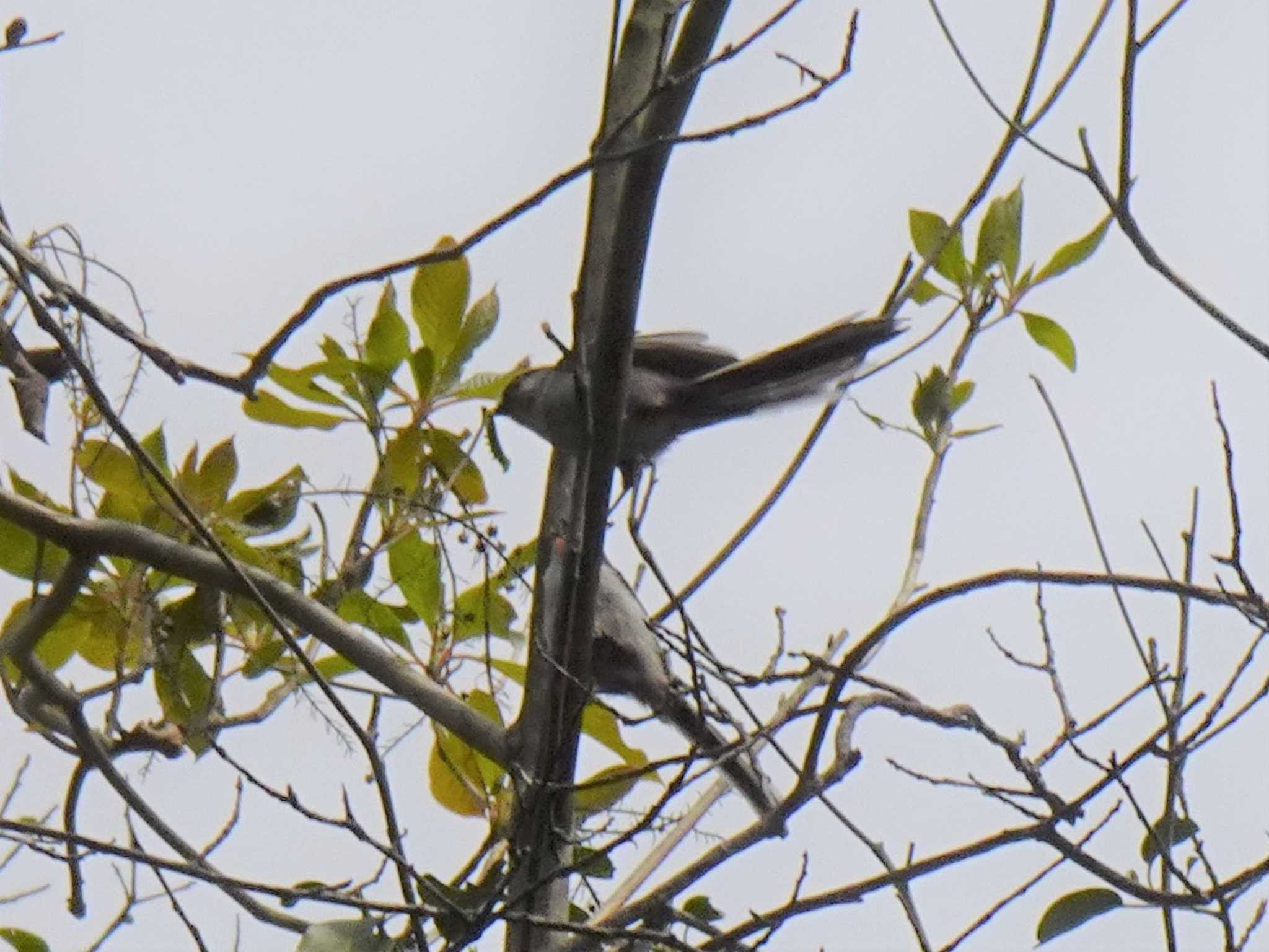 Photo of Long-tailed Tit at 中山奥之院 by マル