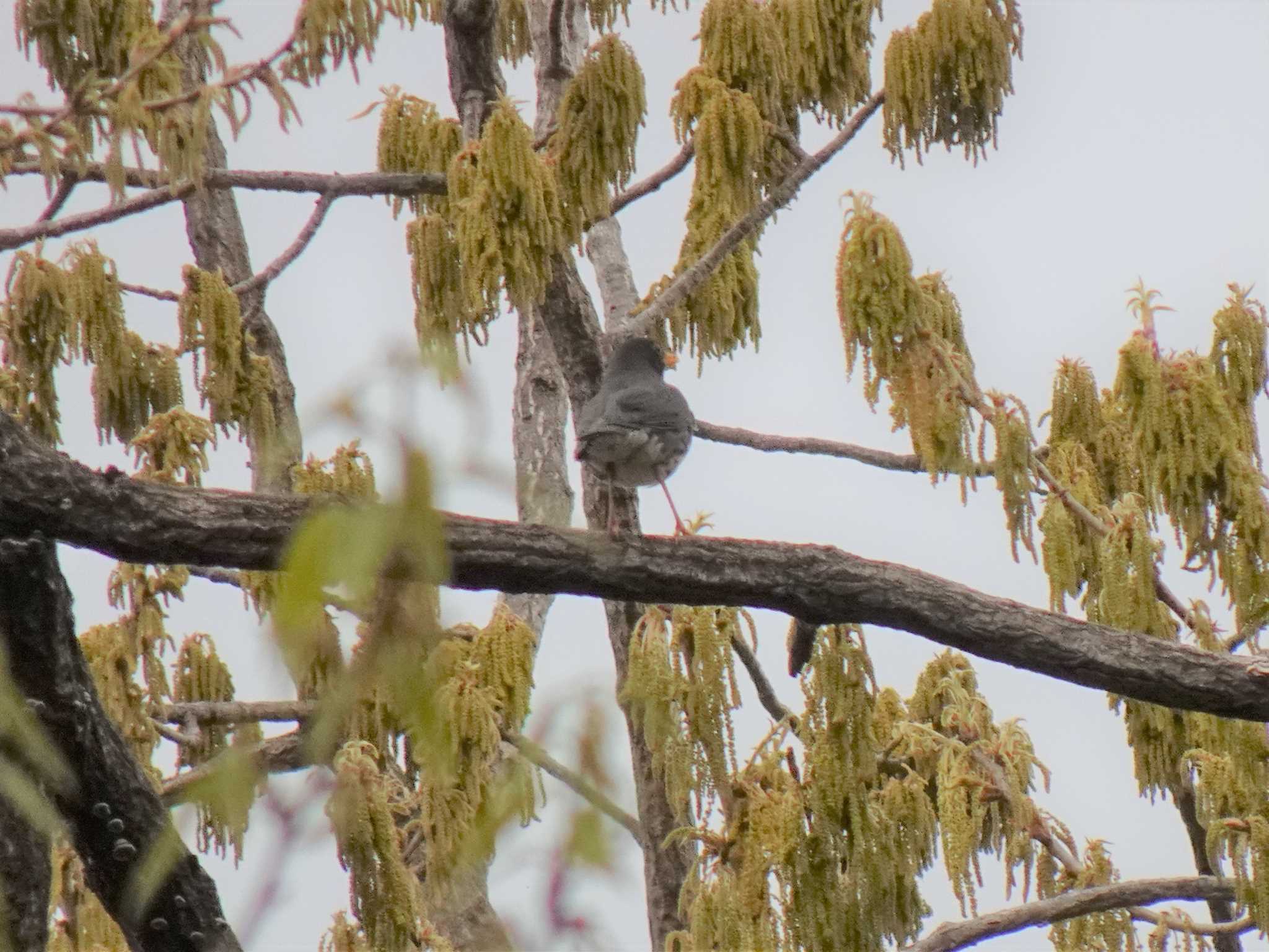 Photo of Japanese Thrush at Koyaike Park by マル