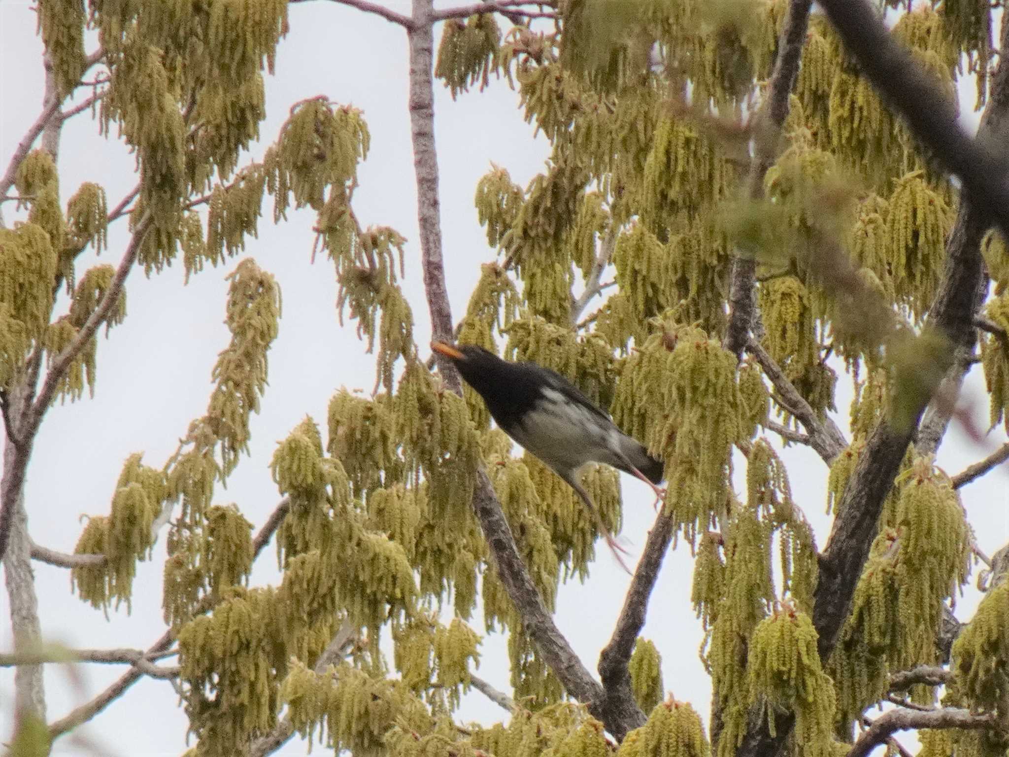 Japanese Thrush