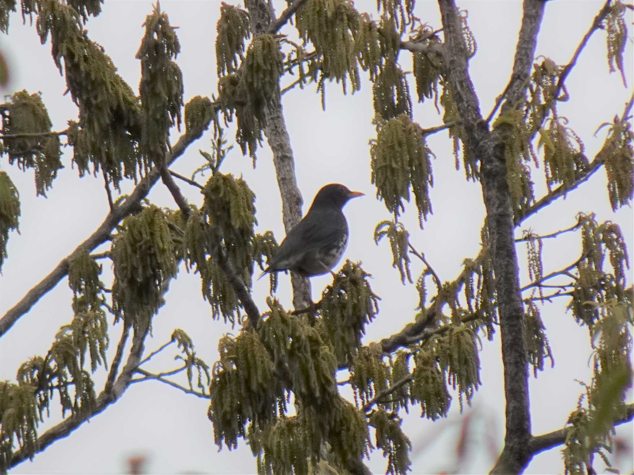 Photo of Japanese Thrush at Koyaike Park by マル