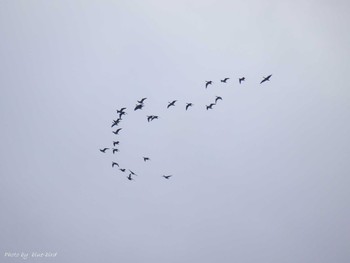 2015年11月21日(土) ウトナイ湖の野鳥観察記録