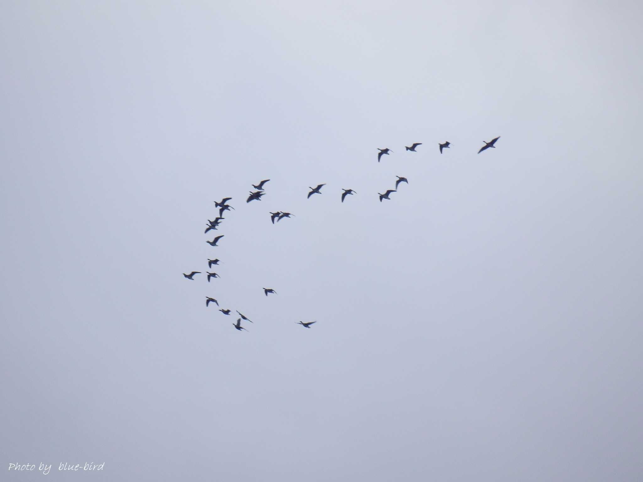 ウトナイ湖 マガンの写真 by Happy-BlueBird