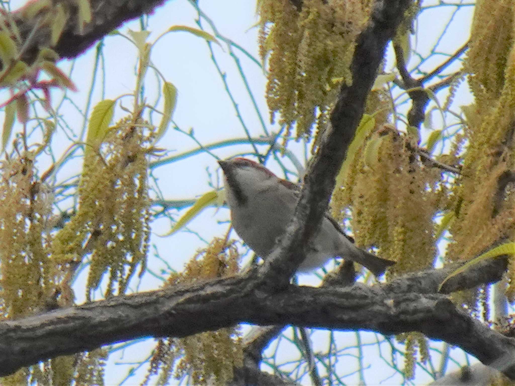 Russet Sparrow