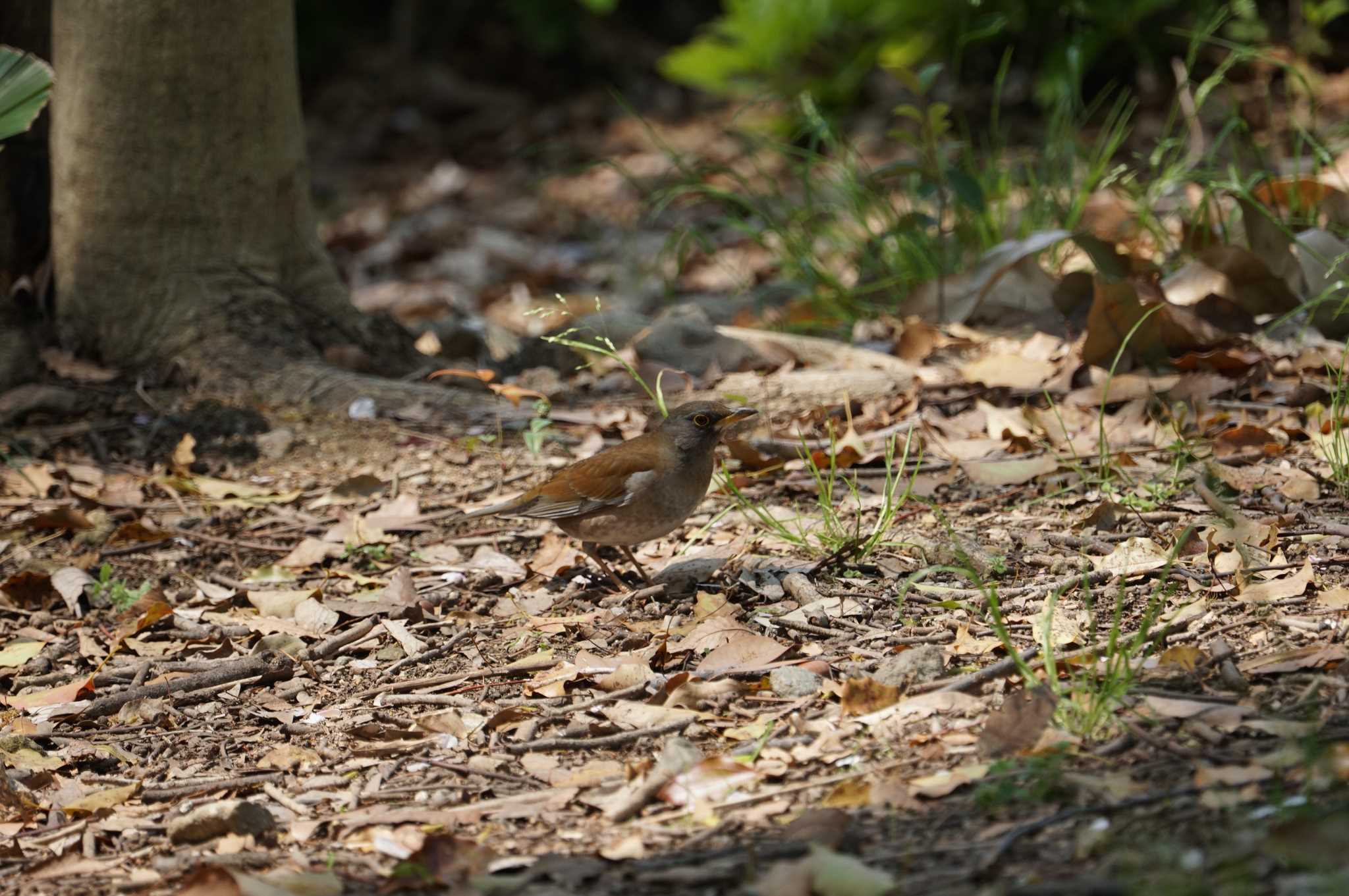 Photo of Pale Thrush at Koyaike Park by マル