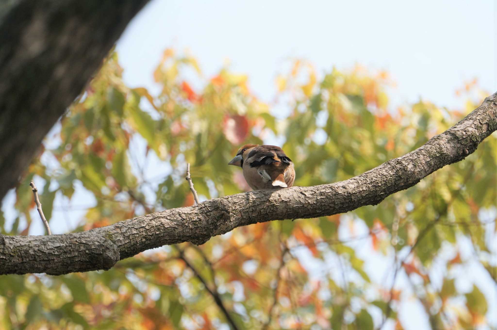 Photo of Hawfinch at Koyaike Park by マル