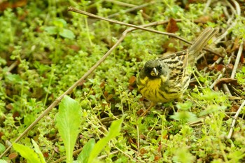 アオジ 野川 2020年4月5日(日)