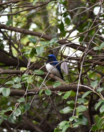 2020年4月19日(日) 千種区の野鳥観察記録