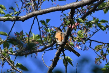 2020年4月19日(日) 砧公園の野鳥観察記録