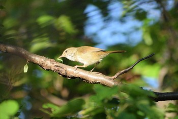 Sun, 4/19/2020 Birding report at 多摩川二ヶ領宿河原堰