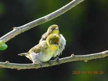 Japanese White-eye(loochooensis) 恩納村 Sun, 4/19/2020