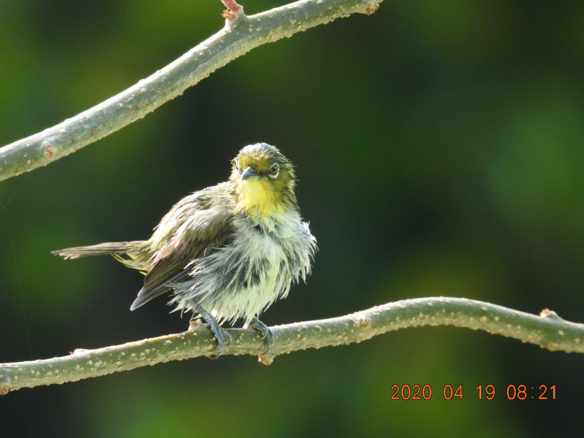 恩納村 リュウキュウメジロの写真 by minami 