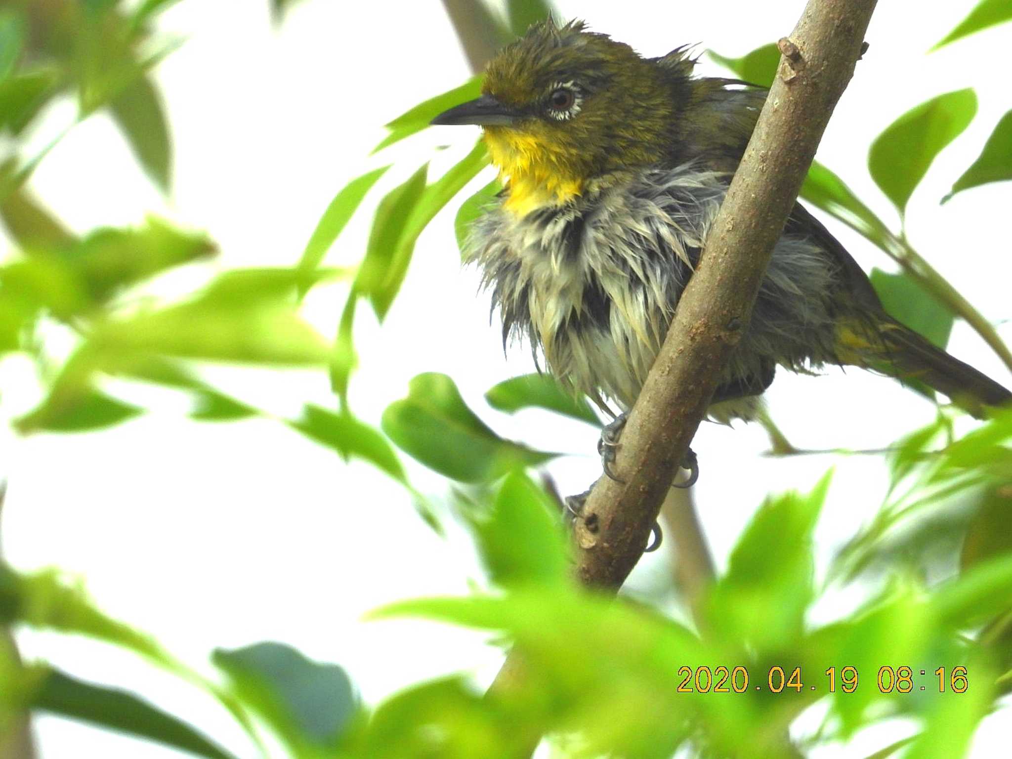 恩納村 リュウキュウメジロの写真 by minami 