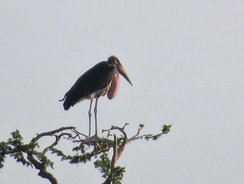 Marabou Stork ザンビア Wed, 12/25/2013