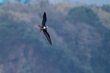 Lesser Frigatebird 長崎県 Sun, 3/15/2020