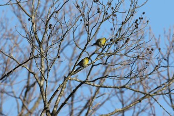 Eurasian Siskin Lake Utonai Sun, 3/20/2016